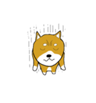 マメシバ（個別スタンプ：12）
