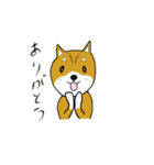 マメシバ（個別スタンプ：37）