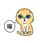 Crazy cat for the funny chat（個別スタンプ：1）