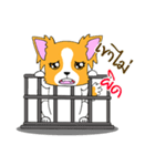 Chihuahua Kaao nieow ＆ Moo bping（個別スタンプ：13）