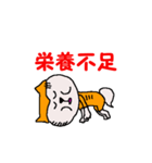 日本 柴犬 9（個別スタンプ：15）