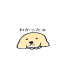 ゆる〜いゴールデンレトリバー（個別スタンプ：1）