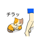 Let's CAT.Japanese1.New（個別スタンプ：13）