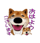 柴犬の「芝けん太」3（個別スタンプ：2）