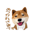 柴犬の「芝けん太」3（個別スタンプ：8）