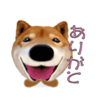 柴犬の「芝けん太」3（個別スタンプ：14）