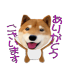 柴犬の「芝けん太」3（個別スタンプ：16）