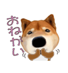 柴犬の「芝けん太」3（個別スタンプ：20）