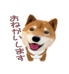 柴犬の「芝けん太」3（個別スタンプ：21）