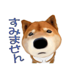 柴犬の「芝けん太」3（個別スタンプ：23）