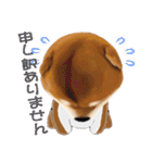 柴犬の「芝けん太」3（個別スタンプ：24）