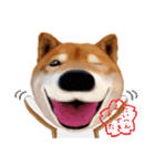 柴犬の「芝けん太」3（個別スタンプ：25）