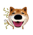 柴犬の「芝けん太」4（個別スタンプ：1）