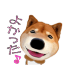 柴犬の「芝けん太」4（個別スタンプ：6）