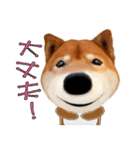 柴犬の「芝けん太」4（個別スタンプ：8）