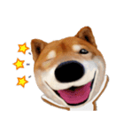 柴犬の「芝けん太」4（個別スタンプ：18）