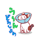 にゃんことクローバー（個別スタンプ：20）