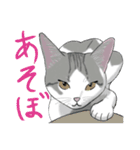 エナにゃん（個別スタンプ：37）