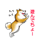 茶犬たち（個別スタンプ：13）