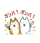 茶犬たち（個別スタンプ：16）