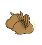 Daily Chipmunk（個別スタンプ：11）