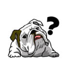 Hua-Crock The English Bulldog（個別スタンプ：1）