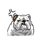 Hua-Crock The English Bulldog（個別スタンプ：3）