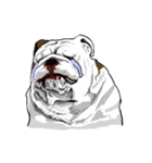 Hua-Crock The English Bulldog（個別スタンプ：7）