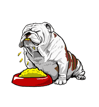 Hua-Crock The English Bulldog（個別スタンプ：8）