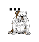 Hua-Crock The English Bulldog（個別スタンプ：9）