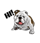 Hua-Crock The English Bulldog（個別スタンプ：17）