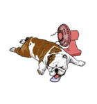 Hua-Crock The English Bulldog（個別スタンプ：18）