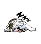 Hua-Crock The English Bulldog（個別スタンプ：28）