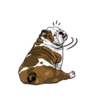 Hua-Crock The English Bulldog（個別スタンプ：32）