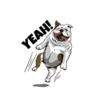 Hua-Crock The English Bulldog（個別スタンプ：34）