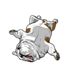 Hua-Crock The English Bulldog（個別スタンプ：36）