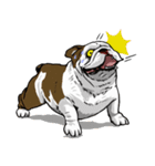 Hua-Crock The English Bulldog（個別スタンプ：37）