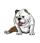 Hua-Crock The English Bulldog（個別スタンプ：38）