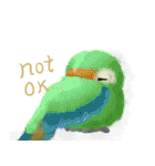 SoftParrots (English)（個別スタンプ：16）