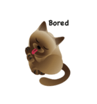 siamese cats（個別スタンプ：37）