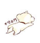 Maltese QQ, his daily life（個別スタンプ：12）