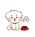 Maltese QQ, his daily life（個別スタンプ：28）