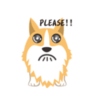 Pocky the Corgi（個別スタンプ：33）