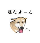 可愛い犬の日常（個別スタンプ：6）