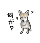 可愛い犬の日常（個別スタンプ：32）