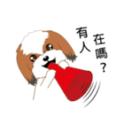 Shih Tzu Club（個別スタンプ：2）