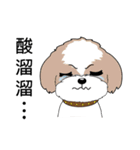 Shih Tzu Club（個別スタンプ：20）