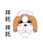 Shih Tzu Club（個別スタンプ：21）