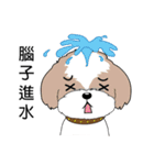 Shih Tzu Club（個別スタンプ：24）