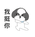 Shih Tzu Club（個別スタンプ：25）